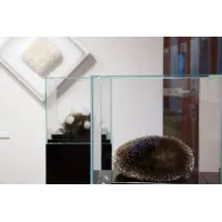 Glashaube